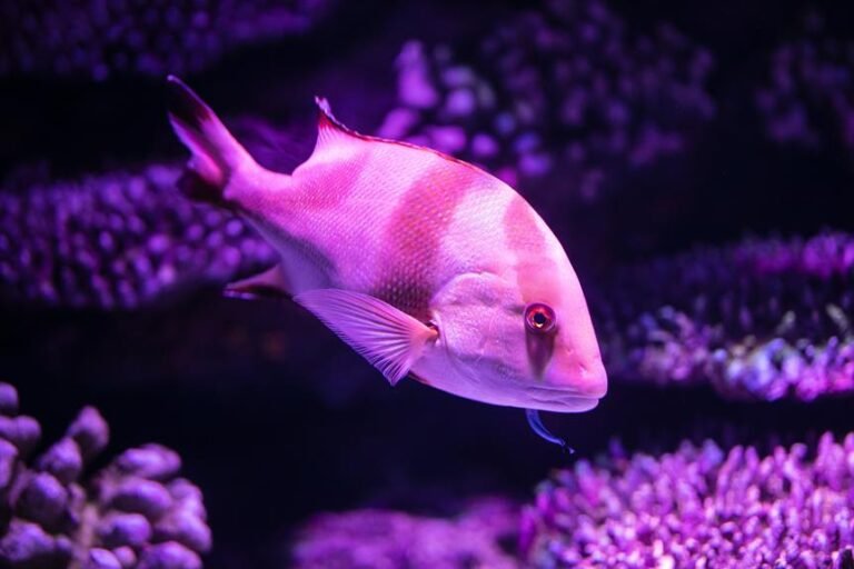 Understanding Irregular Cycling in Fish Tank Heaters