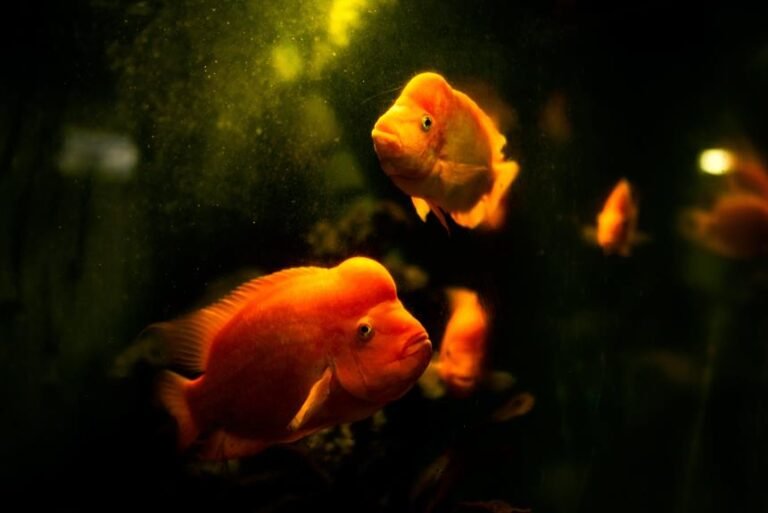 Aquarium Heater Considerations for Odd-Shaped Tanks